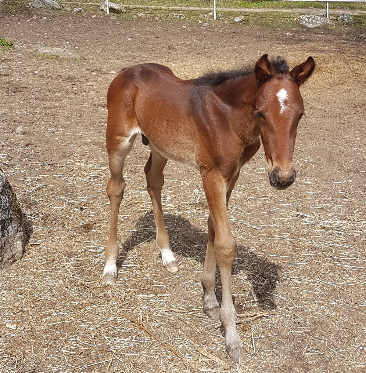 Applehill's Boss